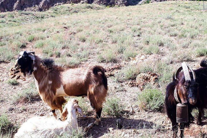 مراسم سنتی پشم چینی گوسفندان