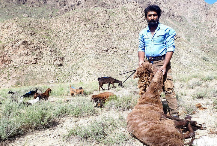 مراسم سنتی پشم چینی گوسفندان