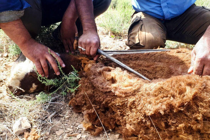 مراسم سنتی پشم چینی گوسفندان