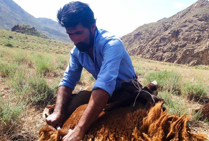 مراسم سنتی پشم چینی گوسفندان