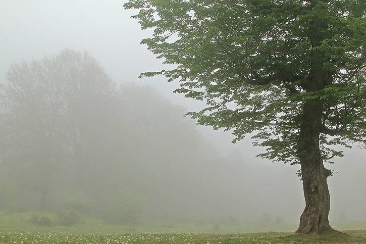 طبیعت ییلاق معروف مازندران