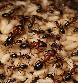 تشابه عملکرد کلونی مورچهها با سیستم عصبی انسان تشابه عملکرد کلونی مورچهها با سیستم عصبی انسان