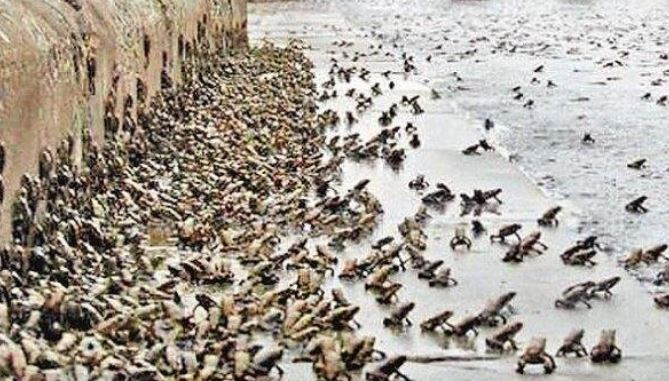 حمله  قورباغه ها به یکی از روستاهای میاندوآب