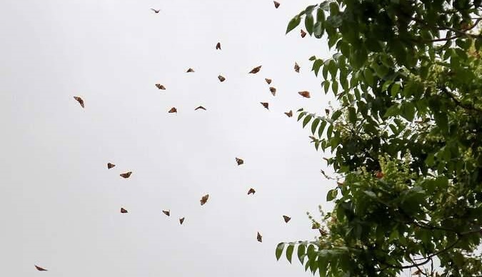 پروانههای رنگی در آسمان بجنورد پروانههای رنگی در آسمان بجنورد