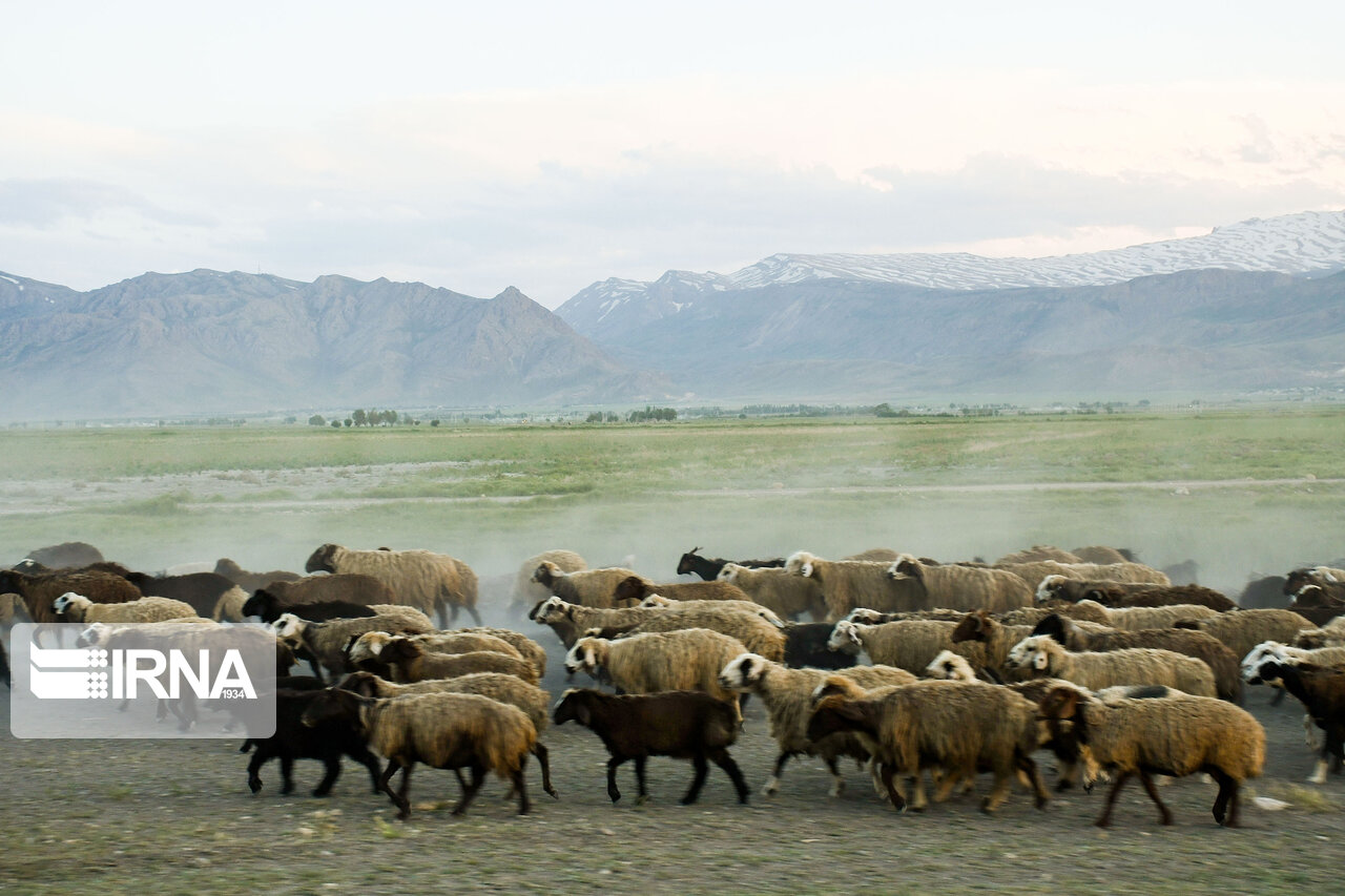 تصاویری از تالاب زیبای گندمان تصاویری از تالاب زیبای گندمان