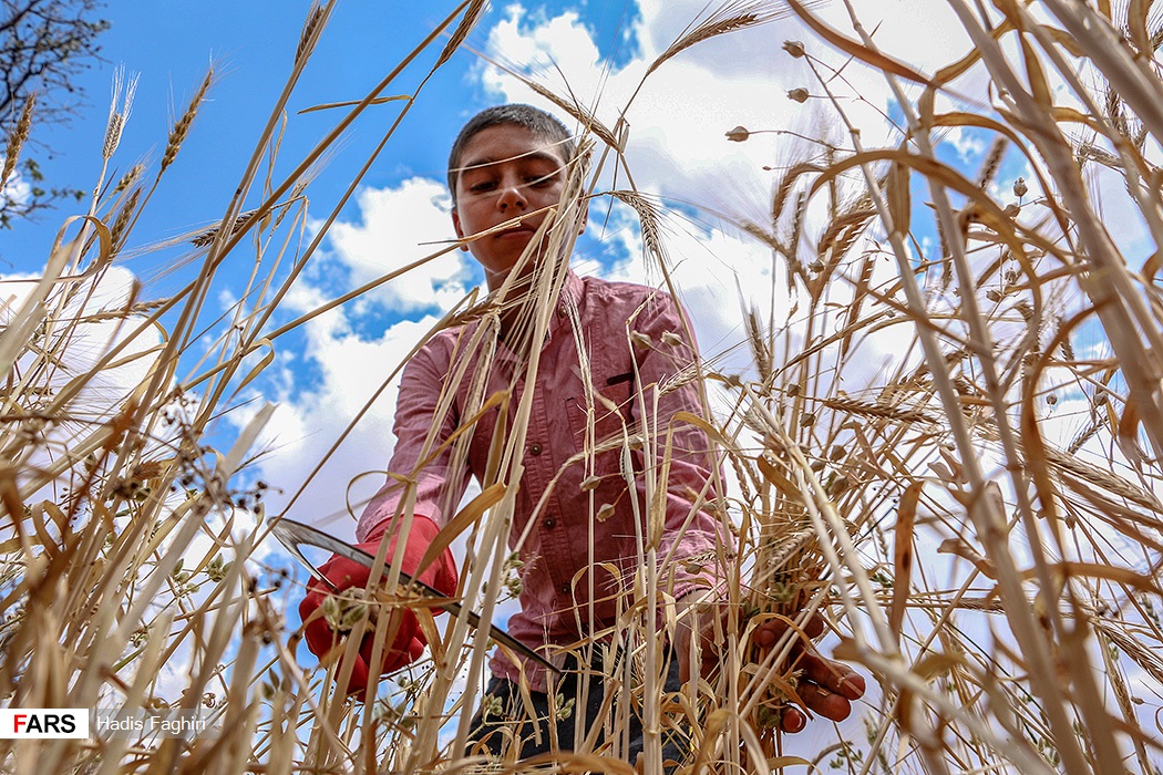 تصاویری از برداشت گندم در منطقه کوهستانی « هَرایْجان » تصاویری از برداشت گندم در منطقه کوهستانی « هَرایْجان »