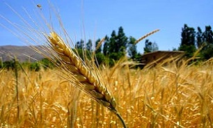 خرید یک و نیم میلیون تن محصولات کشاورزی از ابتدای سال تاکنون/ آغاز خرید توافقی خرما در برخی استان‌ها تا چند روز آینده