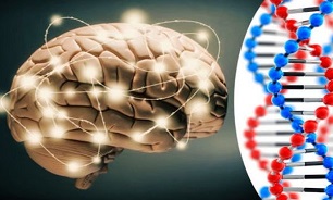 سبک زندگی بر ضریب هوشی تاثیر می‌گذارد