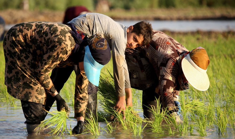 عوارض «مالْچ‌ْپاشی» بر محیط‌زیست خوزستان/ کشفیات بیست و ششمین طرح رعد نیروی انتظامی
