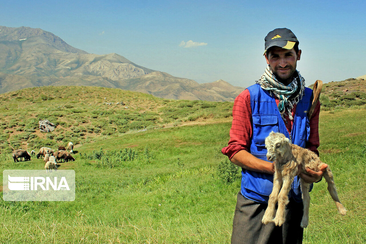 تصاویری از کوچ ییلاقی خانوار عشایری آذربایجان غربی تصاویری از کوچ ییلاقی خانوار عشایری آذربایجان غربی