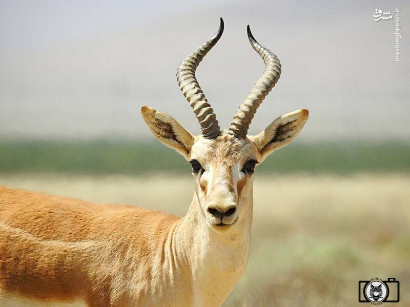 تصویری دیدنی از آهوی زیبای ایرانی تصویری دیدنی از آهوی زیبای ایرانی