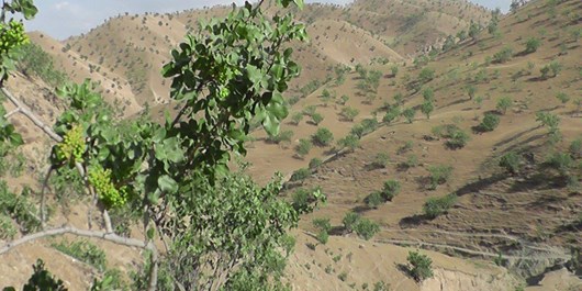 درآمد 40 میلیون دلاری