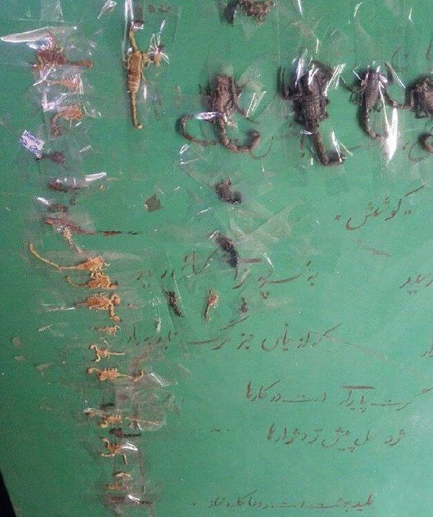مم مم