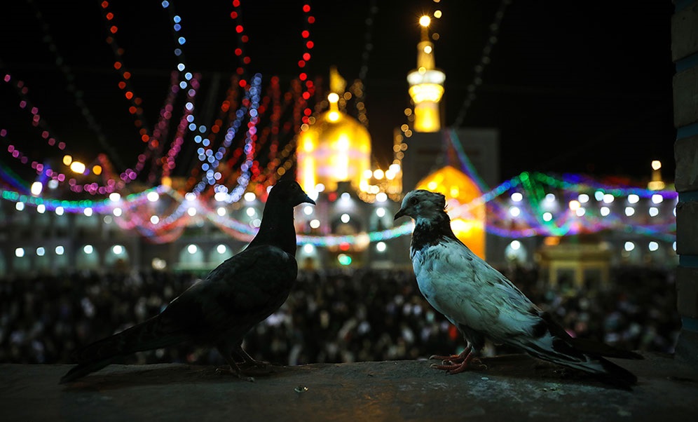 حال و هوای حرم رضوی در آستانه میلاد امام رضا (ع) / تخت کشی گیوه/ تالاب نیلوفر آبی بابل حال و هوای حرم رضوی در آستانه میلاد امام رضا (ع) / تخت کشی گیوه/ تالاب نیلوفر آبی بابل