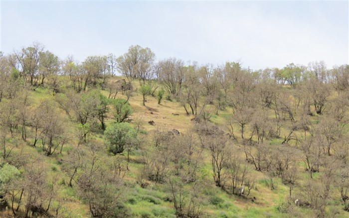 احیای جنگل‌های زاگرس ۱۰۰ سال طول می‌کشد/ ۲۵ میلیارد تومان برای توسعه گردشگری در ۲۸۰ روستا اختصاص یافت