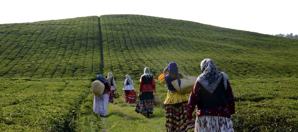 جشنواره فرهنگی ورزشی چای در روستای دارباغ فومن/ کارآفرینی خانواده روستایی با «عروس جنگل»