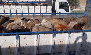 کشف محموله احشام قاچاق در رستم
