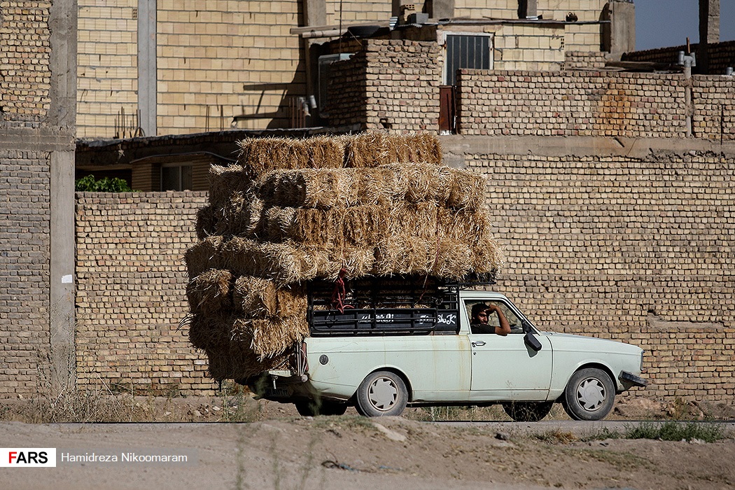 برداشت گندم از مزارع « قَهْدریجان » +تصاویر