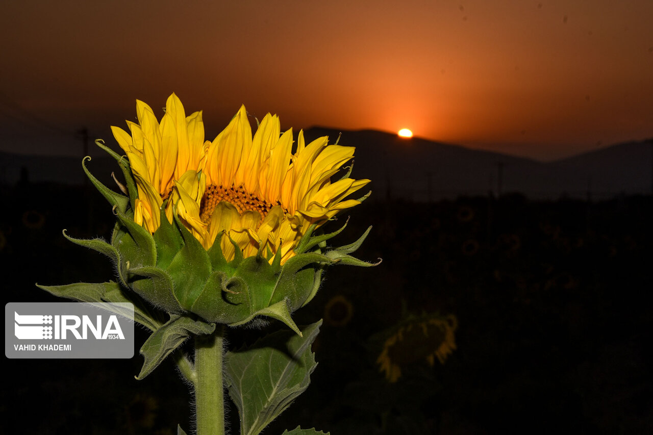 مزارع زیبای آفتابگردان خراسان شمالی +تصاویر مزارع زیبای آفتابگردان خراسان شمالی +تصاویر