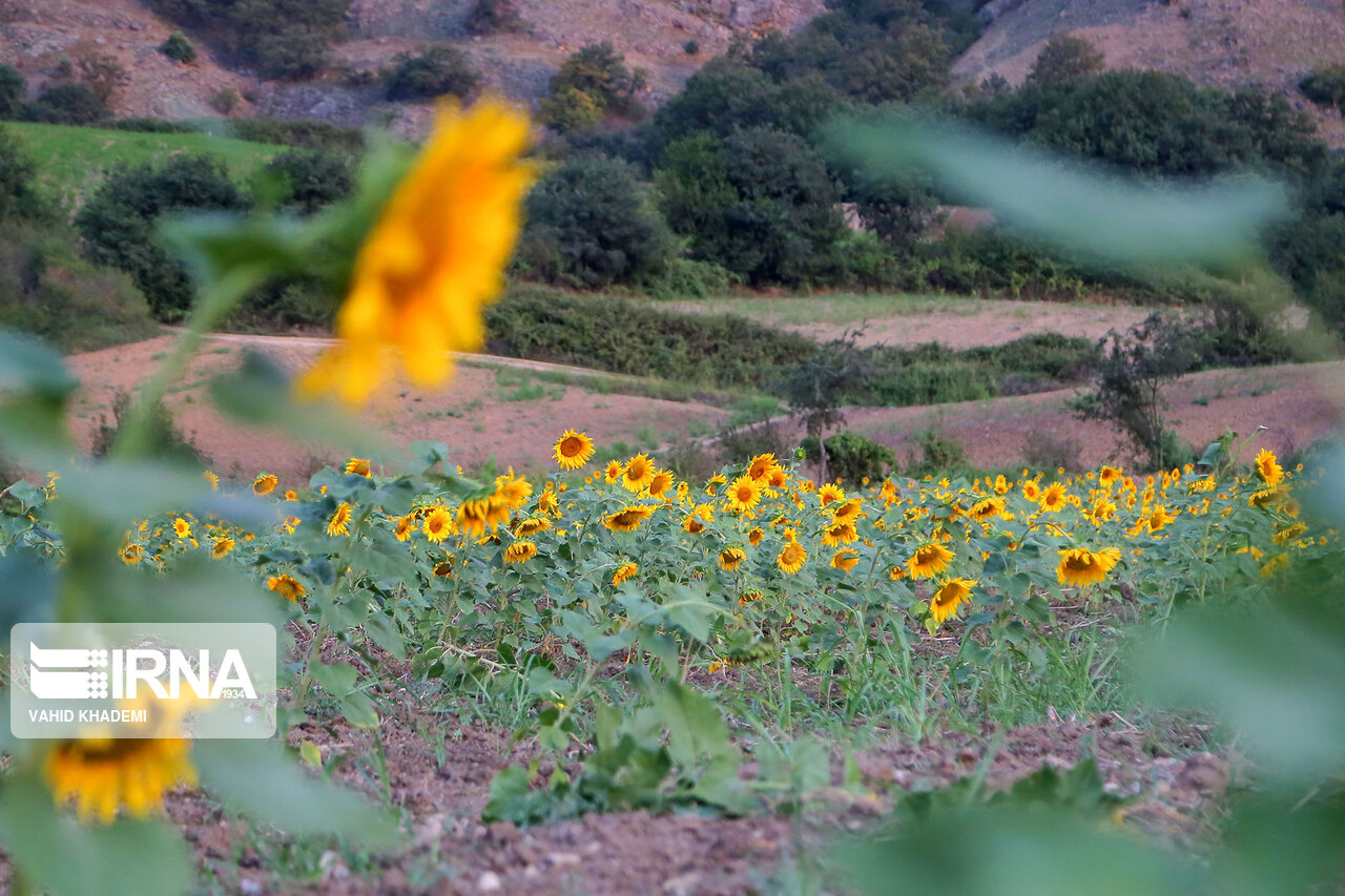 مزارع زیبای آفتابگردان خراسان شمالی +تصاویر مزارع زیبای آفتابگردان خراسان شمالی +تصاویر