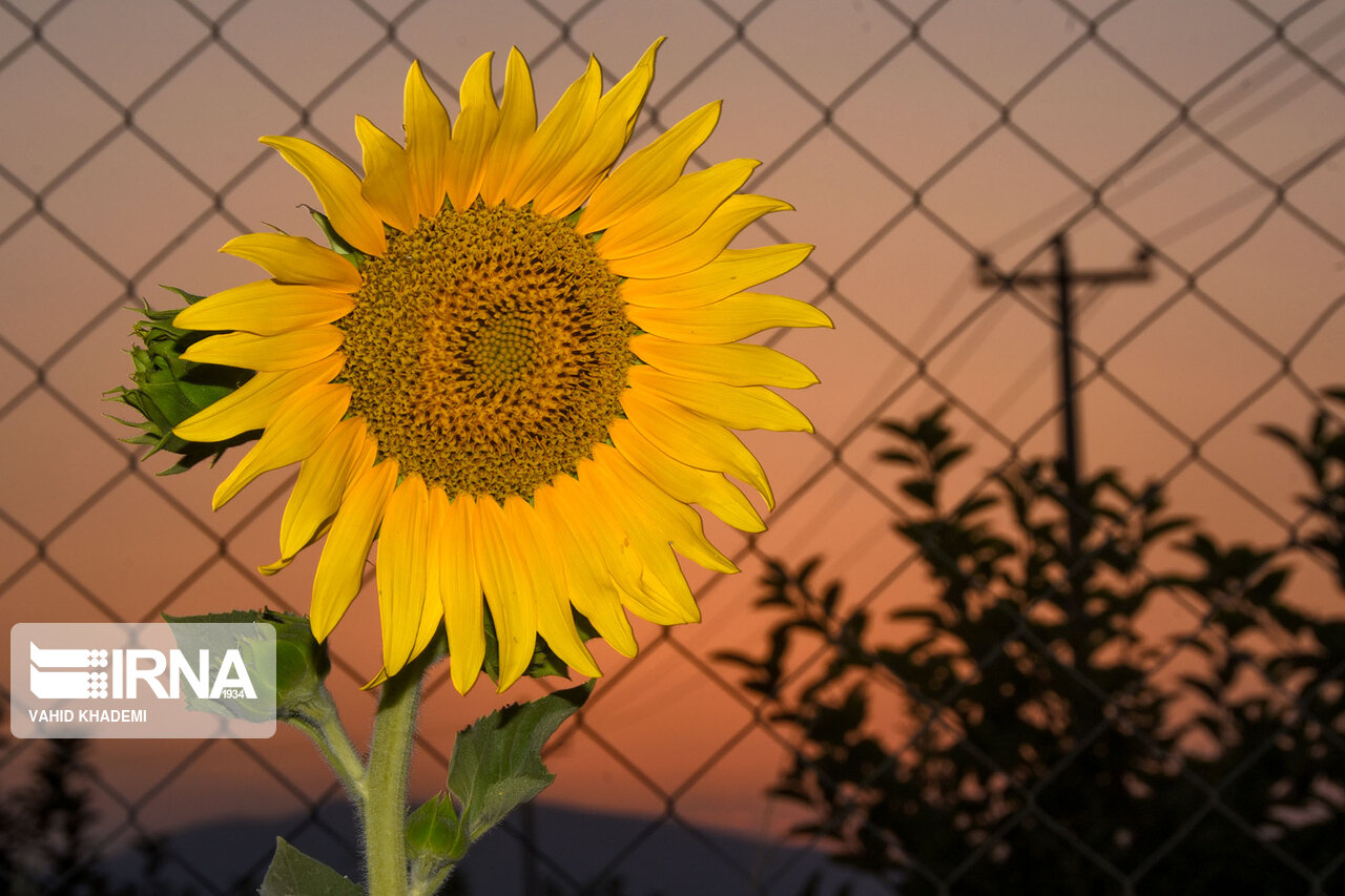 مزارع زیبای آفتابگردان خراسان شمالی +تصاویر مزارع زیبای آفتابگردان خراسان شمالی +تصاویر