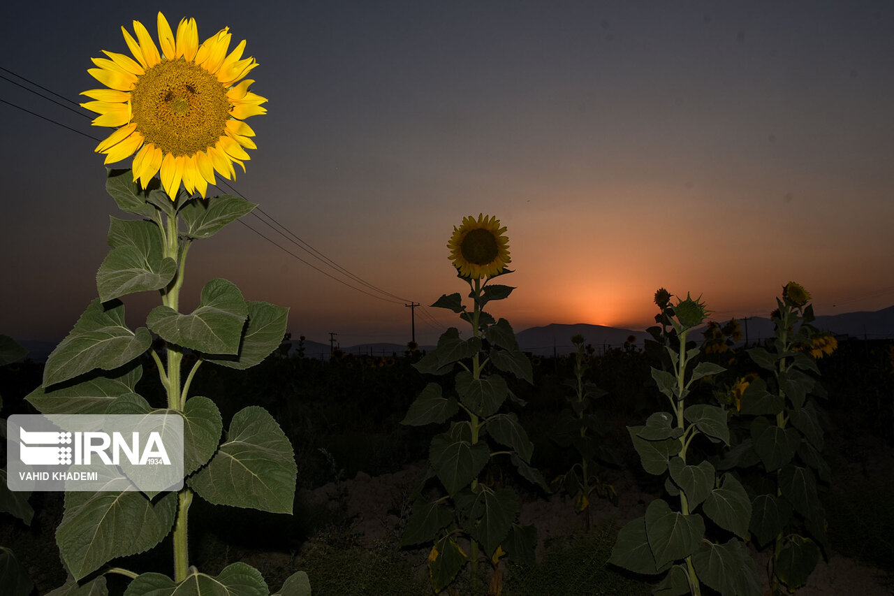 مزارع زیبای آفتابگردان خراسان شمالی +تصاویر مزارع زیبای آفتابگردان خراسان شمالی +تصاویر