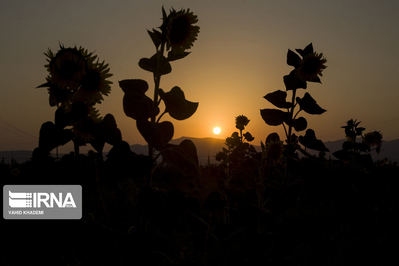 مزارع زیبای آفتابگردان خراسان شمالی +تصاویر مزارع زیبای آفتابگردان خراسان شمالی +تصاویر