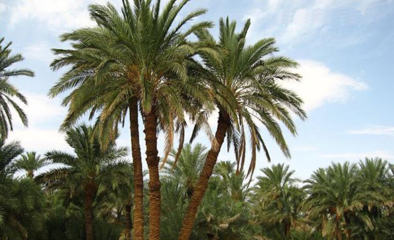 خطر نابودی ۳.۵ میلیون نخل در شادگان