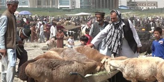 افزایش 40 درصدی بهای دامها در افغانستان در آستانه