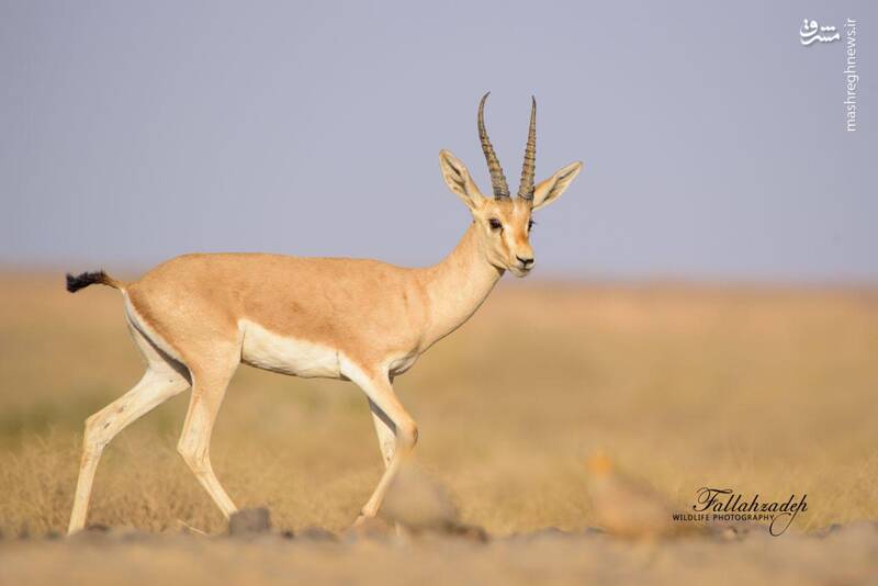 غزال زیبای دشت های ایران +عکس