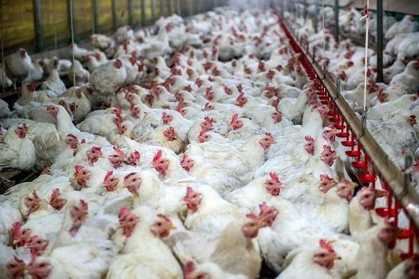 ۴ دستگاه کامیون حامل مرغ قاچاق توقیف شد