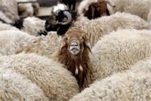 کشف محموله احشام قاچاق در فارس