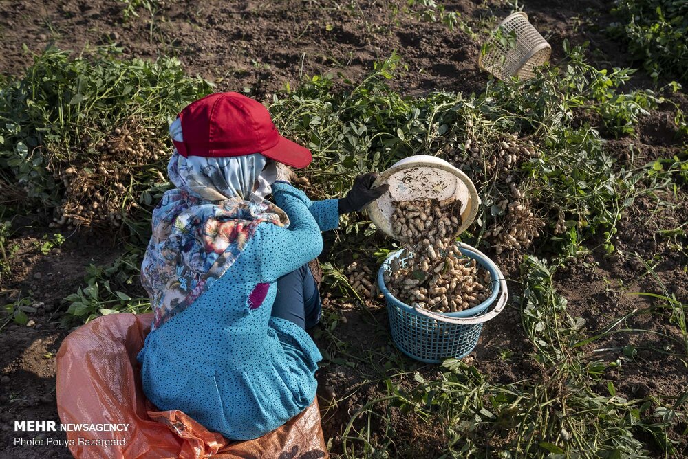 حال و هوای برداشت بادام زمینی در آستانه اشرفیه +تصاویر حال و هوای برداشت بادام زمینی در آستانه اشرفیه +تصاویر