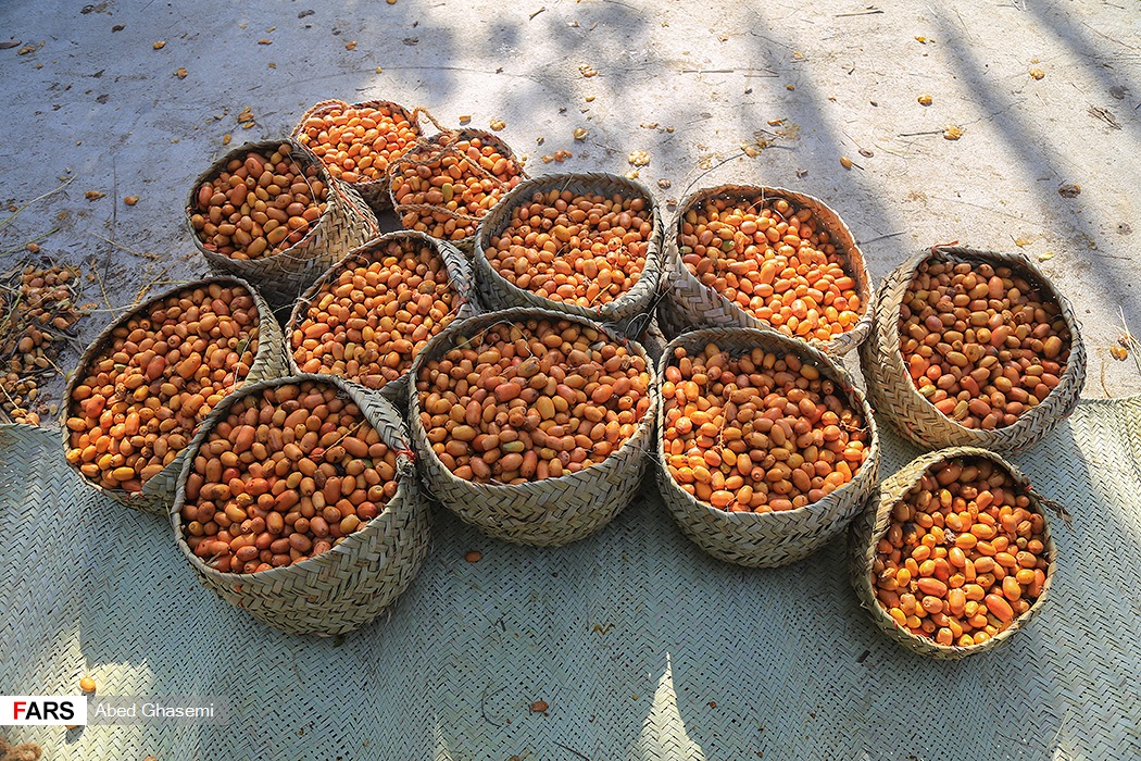 تصاویری از جشنواره مغ و مشتا در میناب تصاویری از جشنواره مغ و مشتا در میناب