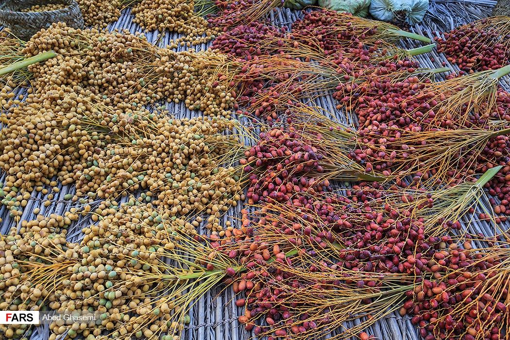 تصاویری از جشنواره مغ و مشتا در میناب تصاویری از جشنواره مغ و مشتا در میناب