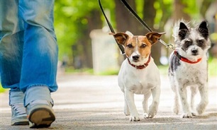 باز هم سگ گردانی حادثه آفرید