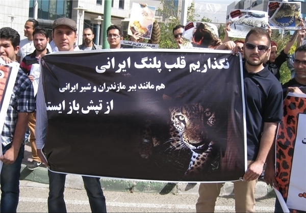 پلنگ ایرانی همچنان در صف بیمه +عکس