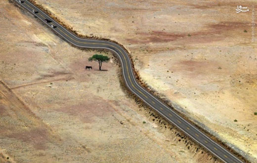 به احترام درخت + تصاویر به احترام درخت + تصاویر