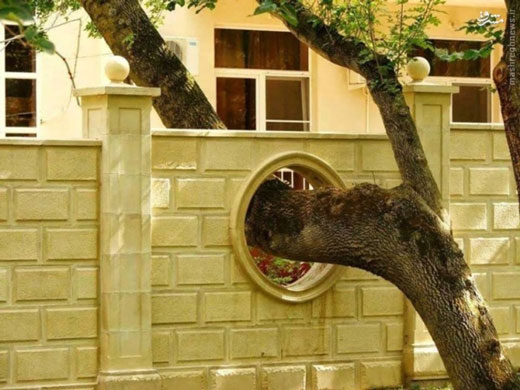به احترام درخت + تصاویر به احترام درخت + تصاویر