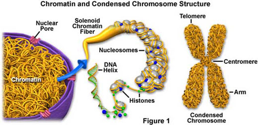 امکان ذخیره‌سازی ۴۵۵ اگزابایت اطلاعات درون یک گرم DNA + عکس