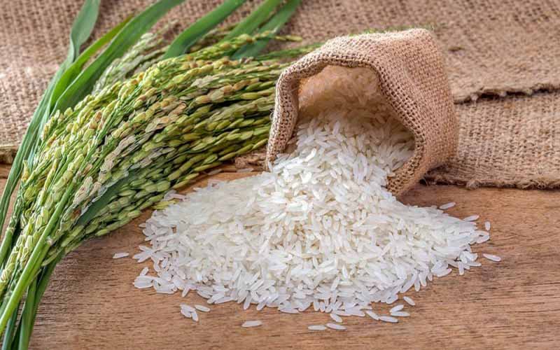 حمایت وزارت جهاد از انتقال تکنولوژی تولید بذر هیبرید برنج