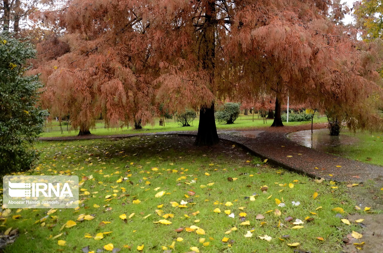 حال و هوای زیبای پاییزی در رشت +تصاویر