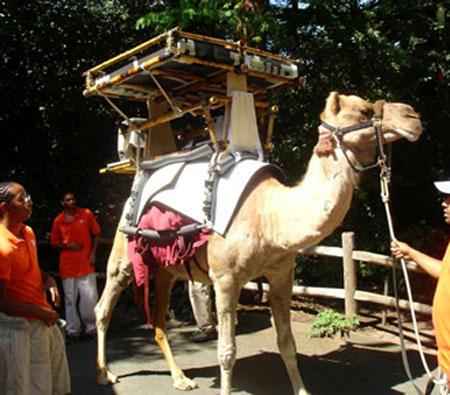 شتری مجهز به پنل ذخیره کننده انرژی +عکس