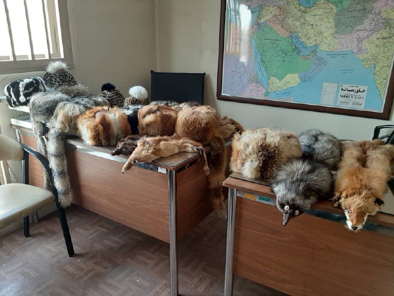 کشف و ضبط محصولات ساخته شده از پوست حیوانات وحشی در تهران کشف و ضبط محصولات ساخته شده از پوست حیوانات وحشی در تهران