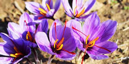 رشد 36 درصدی تولید زعفران در بادغیس