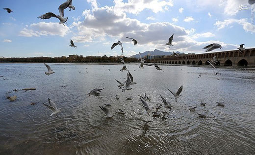 پرندگان مهاجر زاینده رود + تصاویر پرندگان مهاجر زاینده رود + تصاویر