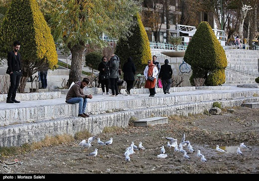 پرندگان مهاجر زاینده رود + تصاویر پرندگان مهاجر زاینده رود + تصاویر