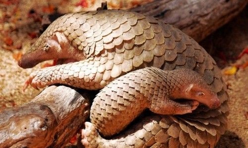پانگولین‌ها منبع ویروس کرونا هستند؟