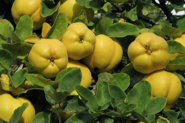 معجزه‌ای به نام حنا؛ از رفع افسردگی تا درمان سوختگی بدن