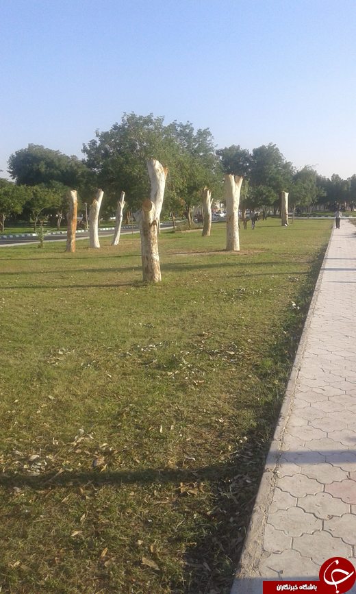 قطع درختان پارک برای فروش تنه +تصاویر قطع درختان پارک برای فروش تنه +تصاویر